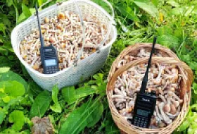Рация в лесу: почему 15 км дальности — это маркетинг и как получить реальную связь ultratel.ru, 